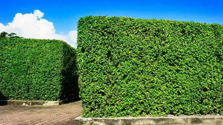 探讨风景园林管理的可持续发展战略：如何实现生态与经济的双赢？