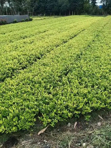 曹氏园林景观设计